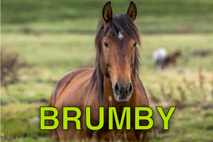 BRUMBY
