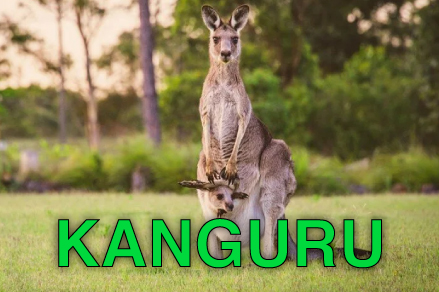 kanguru