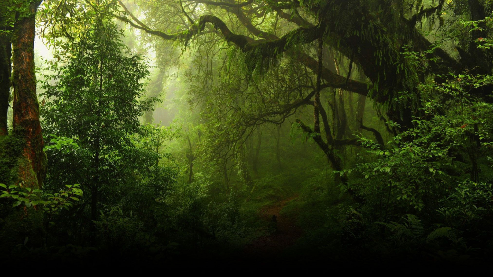 HAYVAN ARKADAŞLARIM