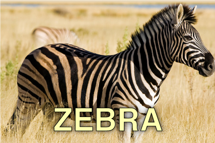 Zebra
