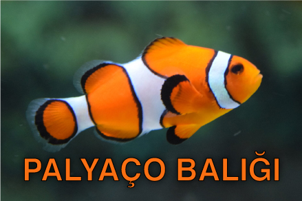 Palya%C3%A7o bal%C4%B1%C4%9F%C4%B1