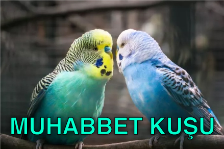 muhabbet ku%C5%9Fu