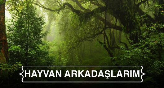 Hayvan Arkada%C5%9Flar%C4%B1m Page