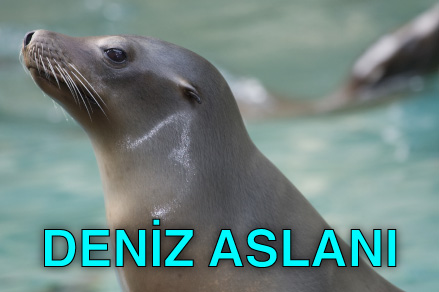 den%C4%B0z aslan%C4%B1