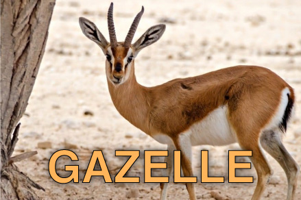 Gazelle
