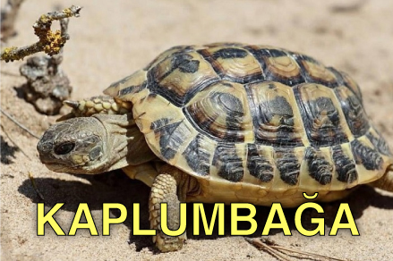 Kaplumba%C4%9Fa