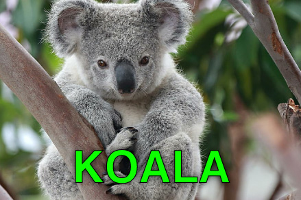 Koala