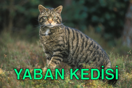 Yaban ked%C4%B0s%C4%B0