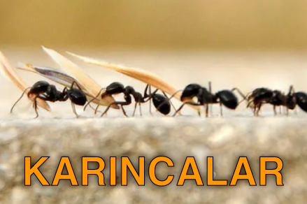 Kar%C4%B1ncalar